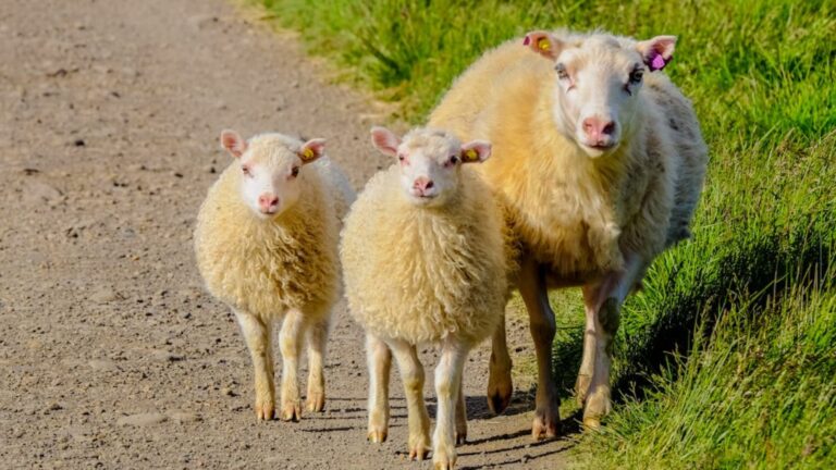 Mt 18,1-5. 10. 12-14